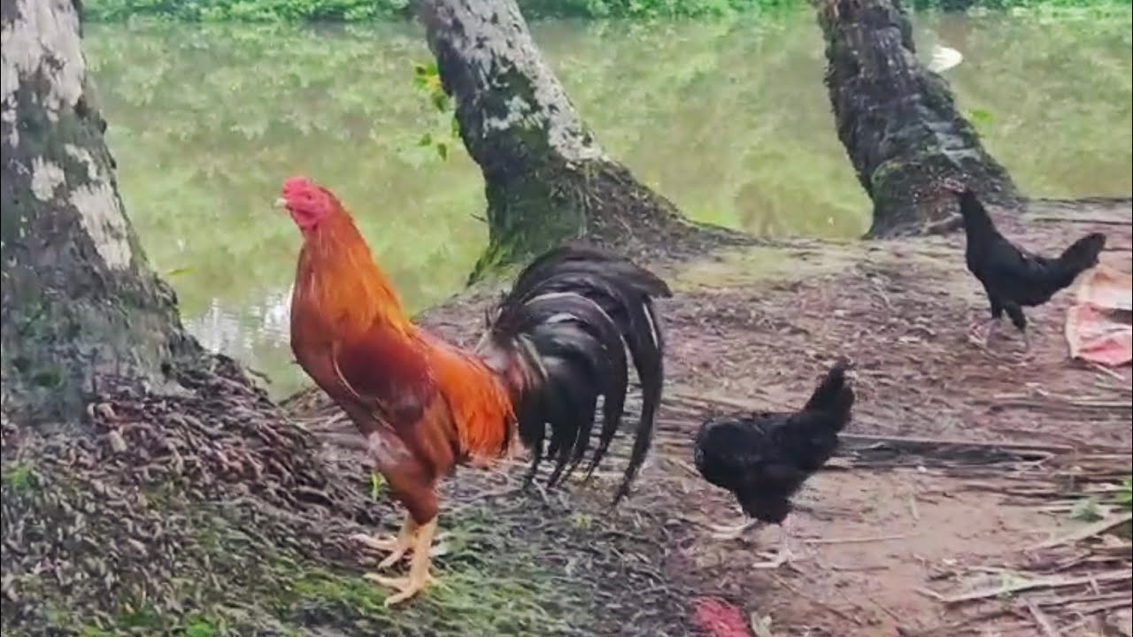 Aseel chicken farming organic kerala #chickenfarm #aseel #keralafarming