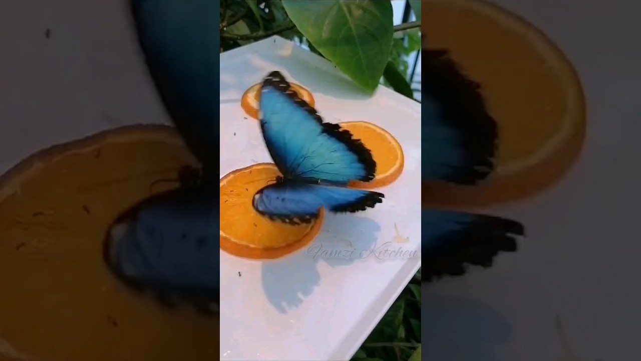 See how butterfly eats orange