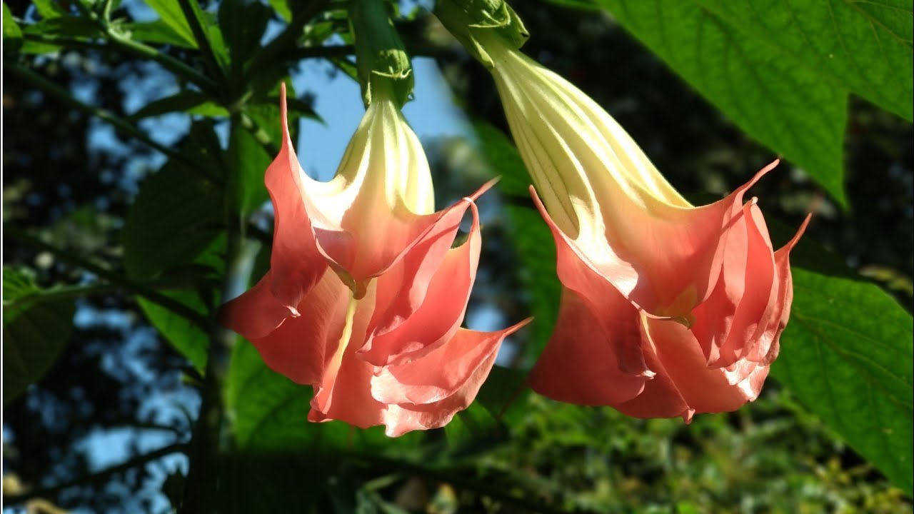 എന്റെ Brugmansia പൂത്തു | Angel's Trumpet