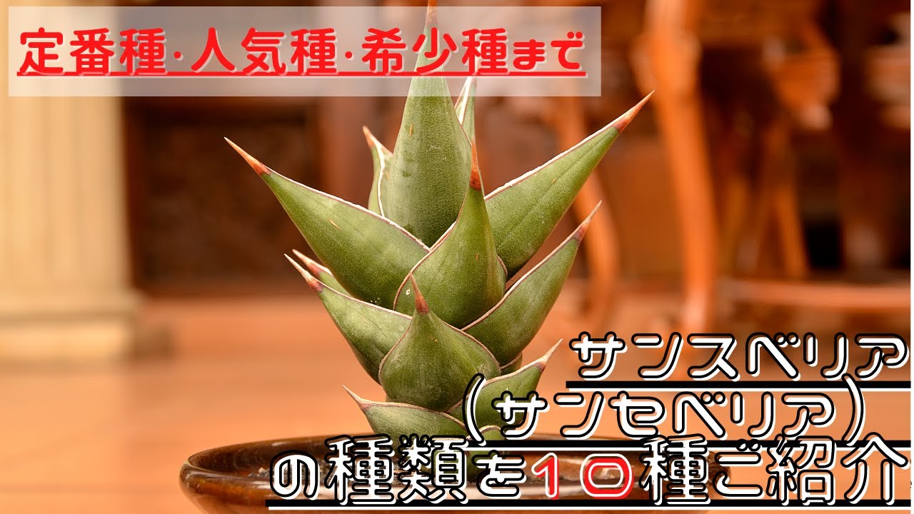 【サンスベリアの種類紹介】定番種から人気種、希少種まで10品種をご紹介♪