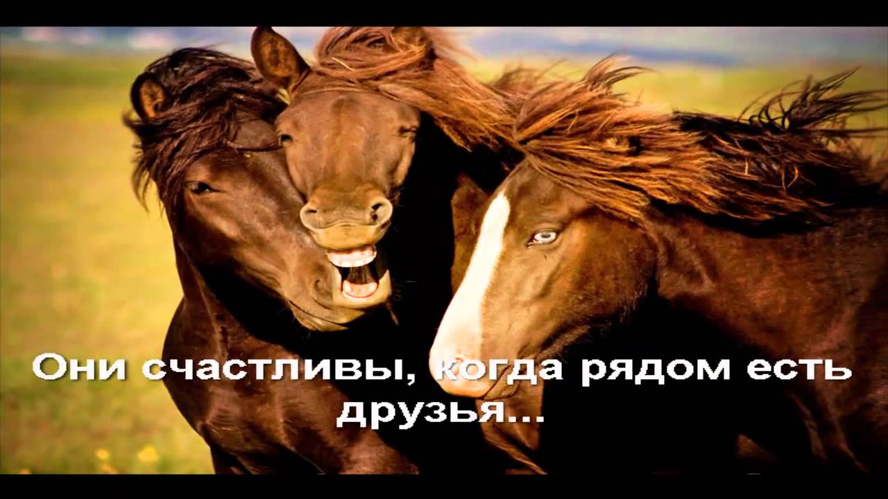 Моя Любовь к Лошади... I love horses.mp4