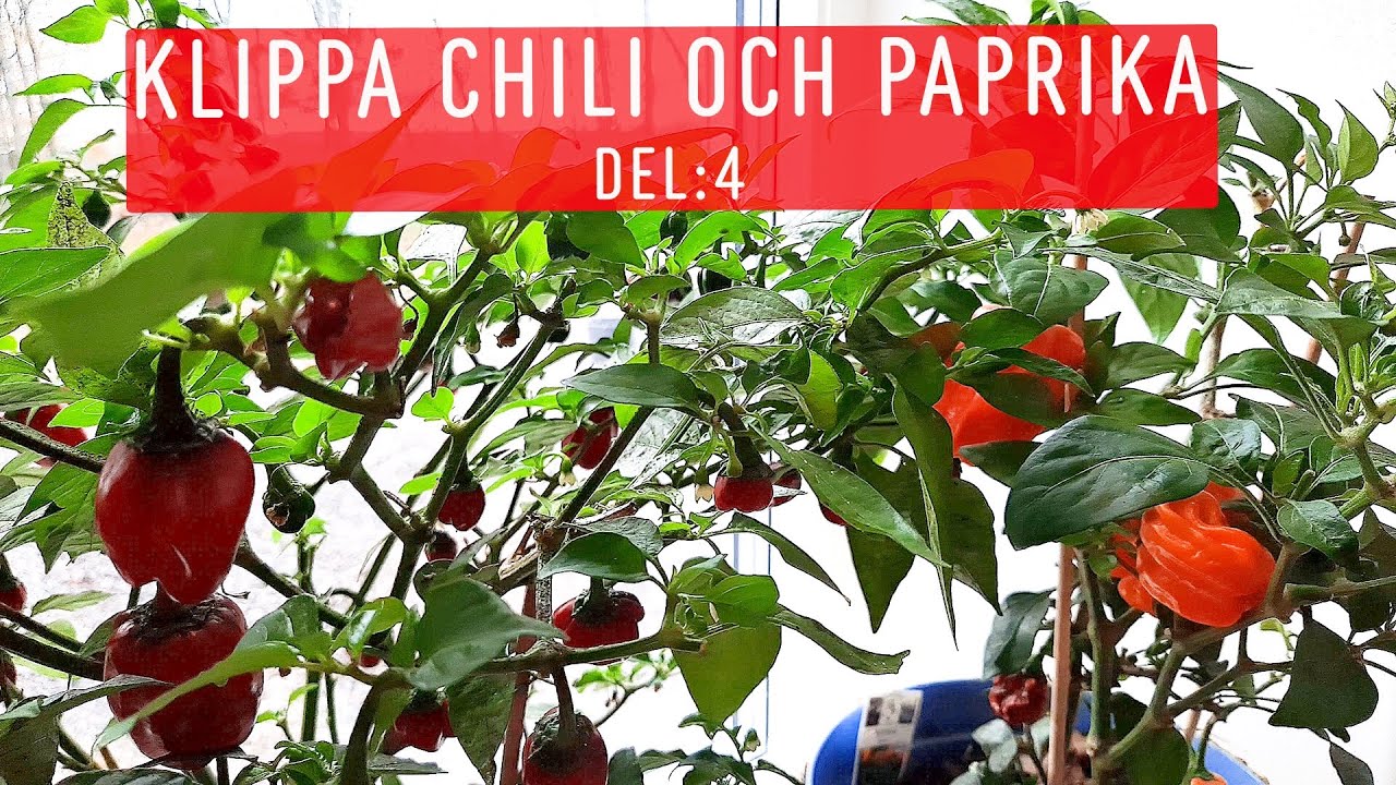 Klippa chili och paprika - måste jag? Del: 4