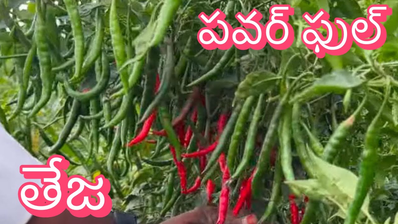 #topteja chitra తేజ #అధిక ఆదాయం #అధిక దిగుబడి #వైరస్ #నల్లి #తామర #40kwintals #7093798517 