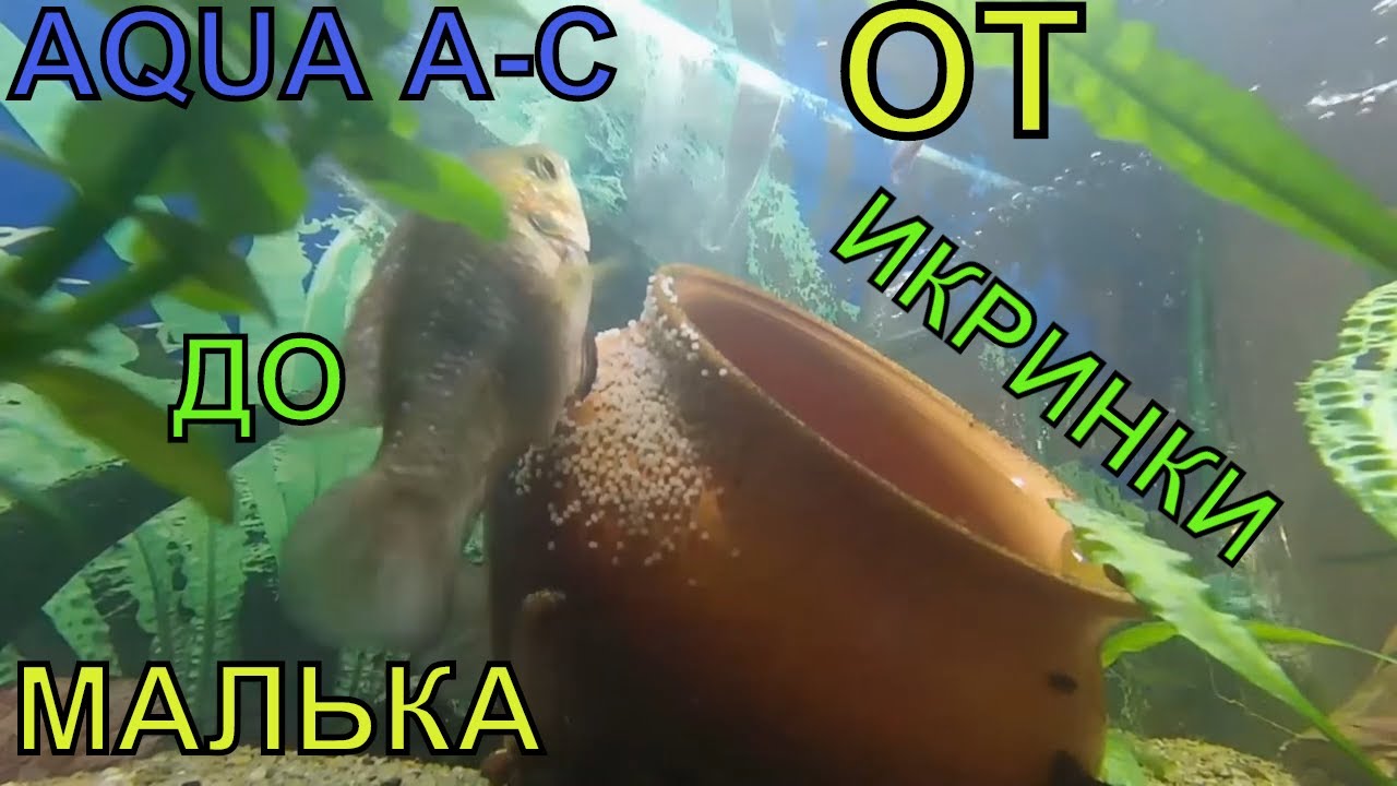 нерест хромиса красавца