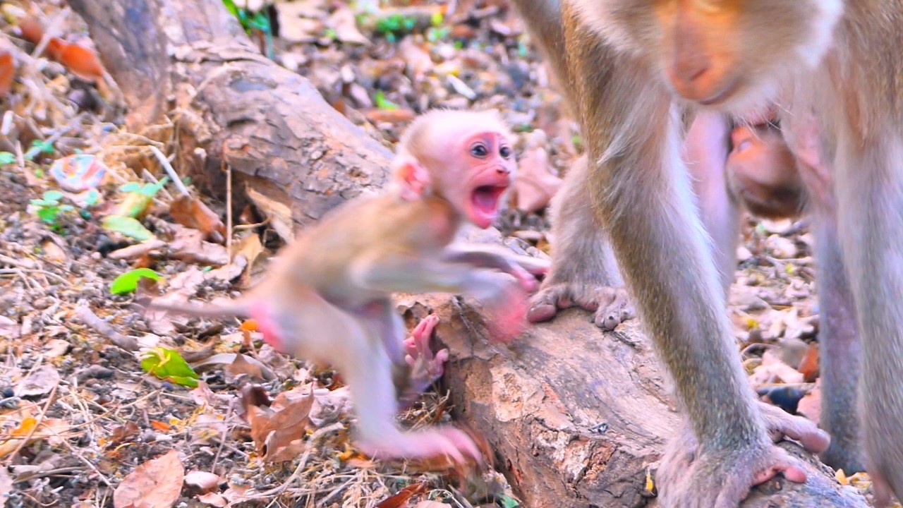 Oh baby monkey Rosco feel s@d when Mom r-eject milk.