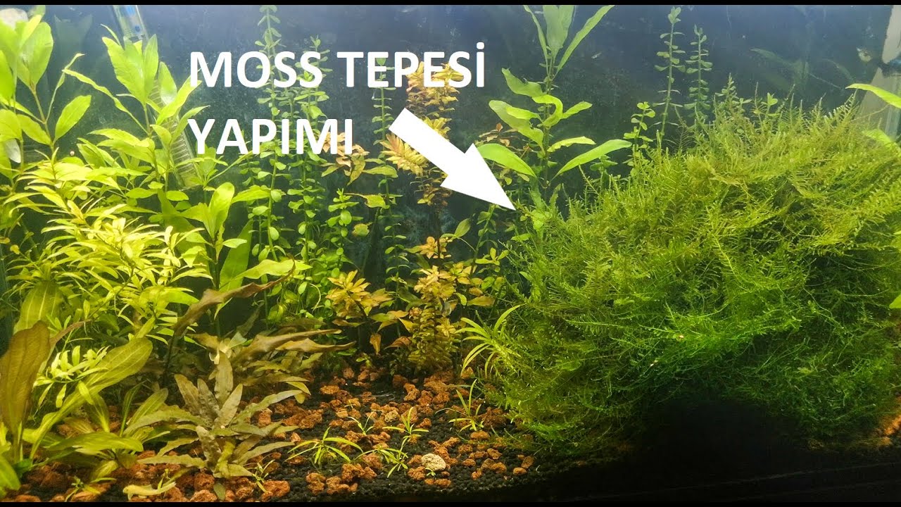MOSS TEPESİ YAPIMI VE 150 GÜNLÜK GELİŞİMİ