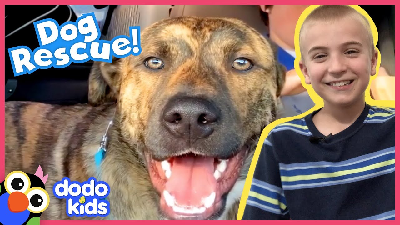 Lost Dog Gets Brave...And Asks The Perfect Strangers For Help | Animal Videos For Kids | Dodo Kids