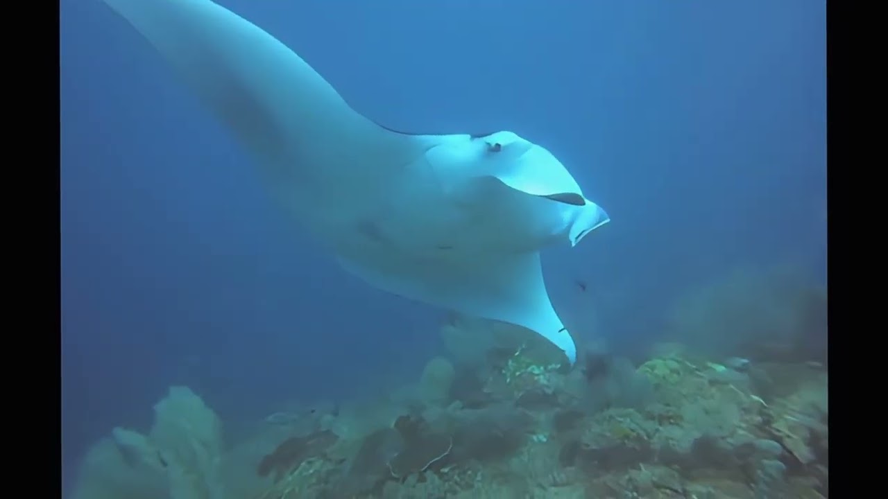 Wings of the Ocean: The Incredible Power of Feeding Manta Rays