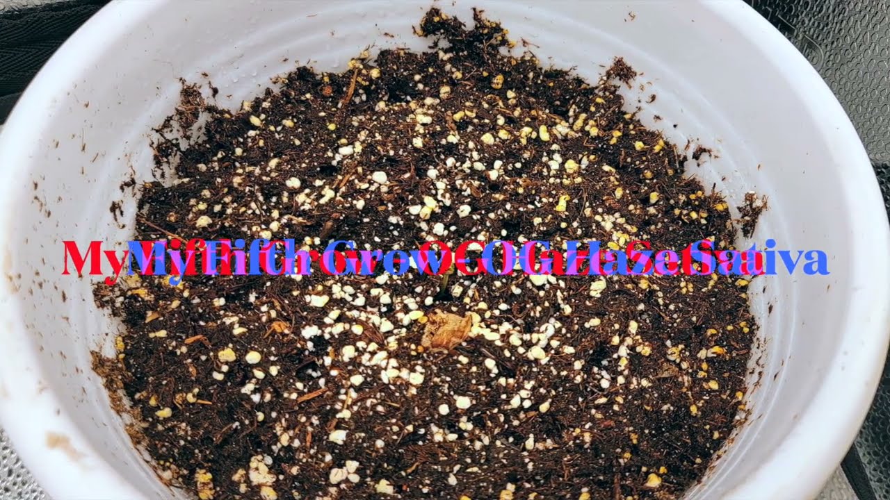 🧪 OG Haze Full Cycle: My BEST Nutrient Schedule & Results in a 2x2 Tent! 🏆