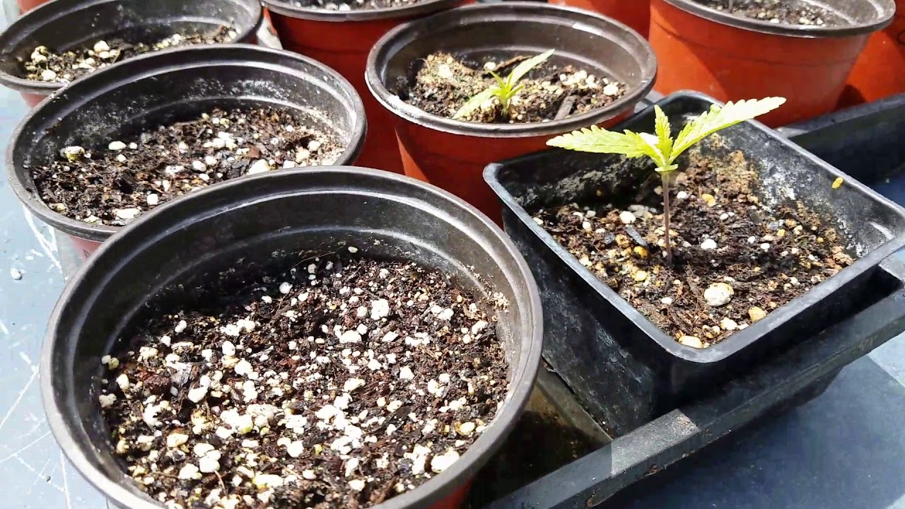 Quickie but a Goodie Garden update.