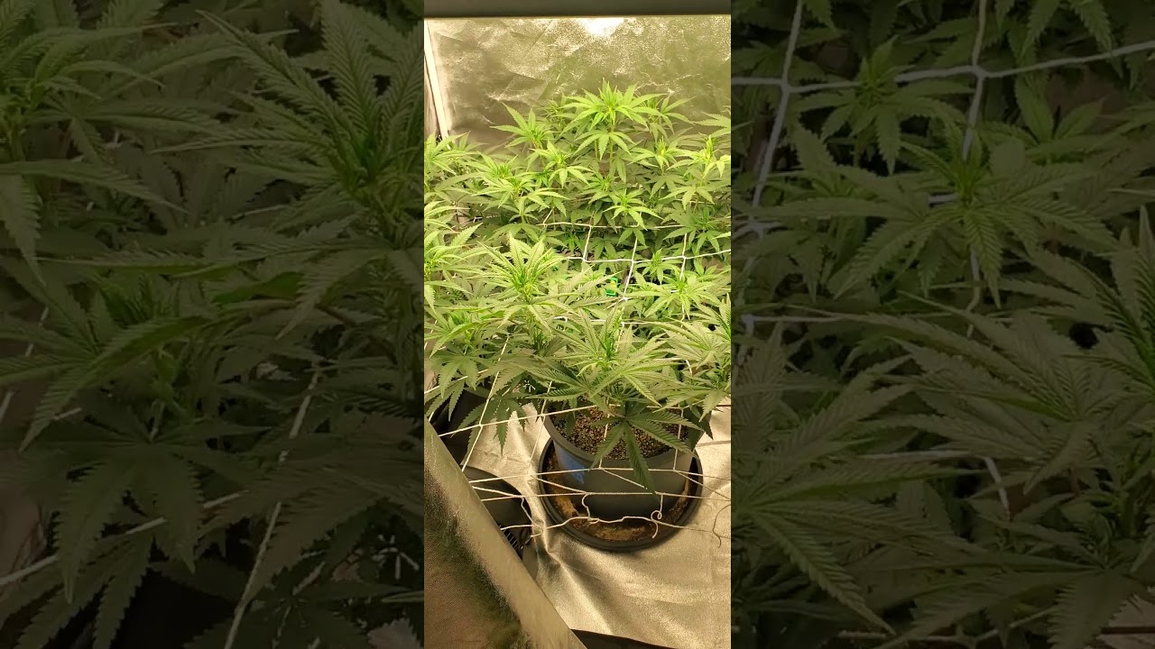 Trap God Week 1 Flower the Cannabis Cup scrog lol
