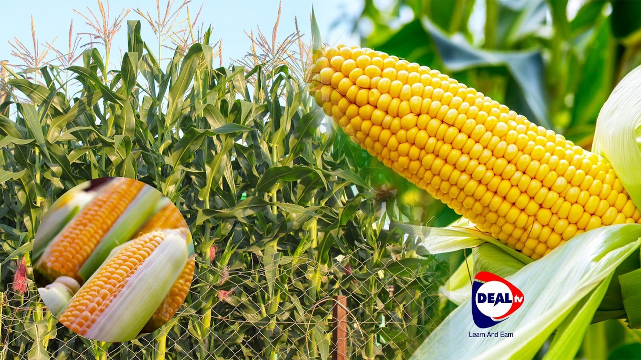 How To Grow Maize in Uganda Earn Ugx 50M in one year.