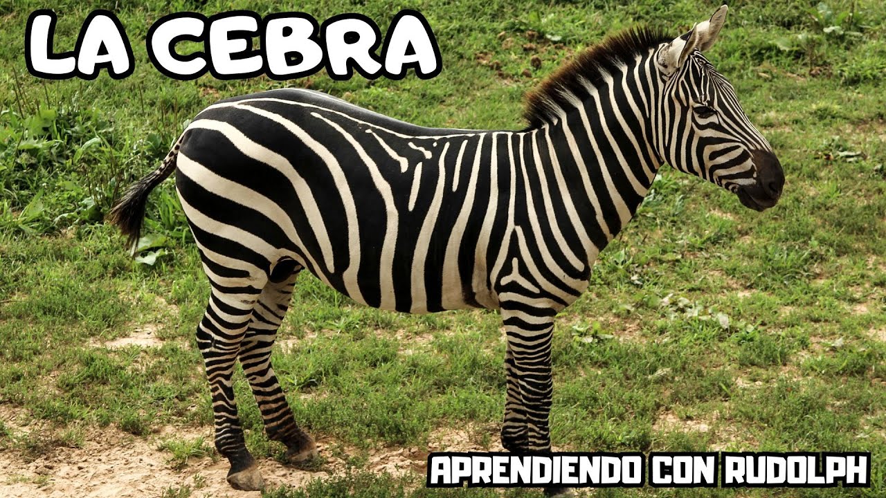 La Cebra // Video explicando a este cuadrupedo rayado que habita en diversas regiones de Africa