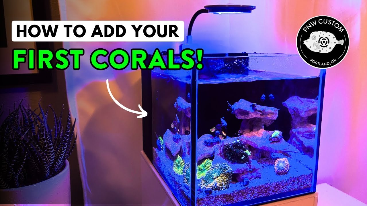 How To Add Your First Corals | Small-In-One Desktop Aquarium