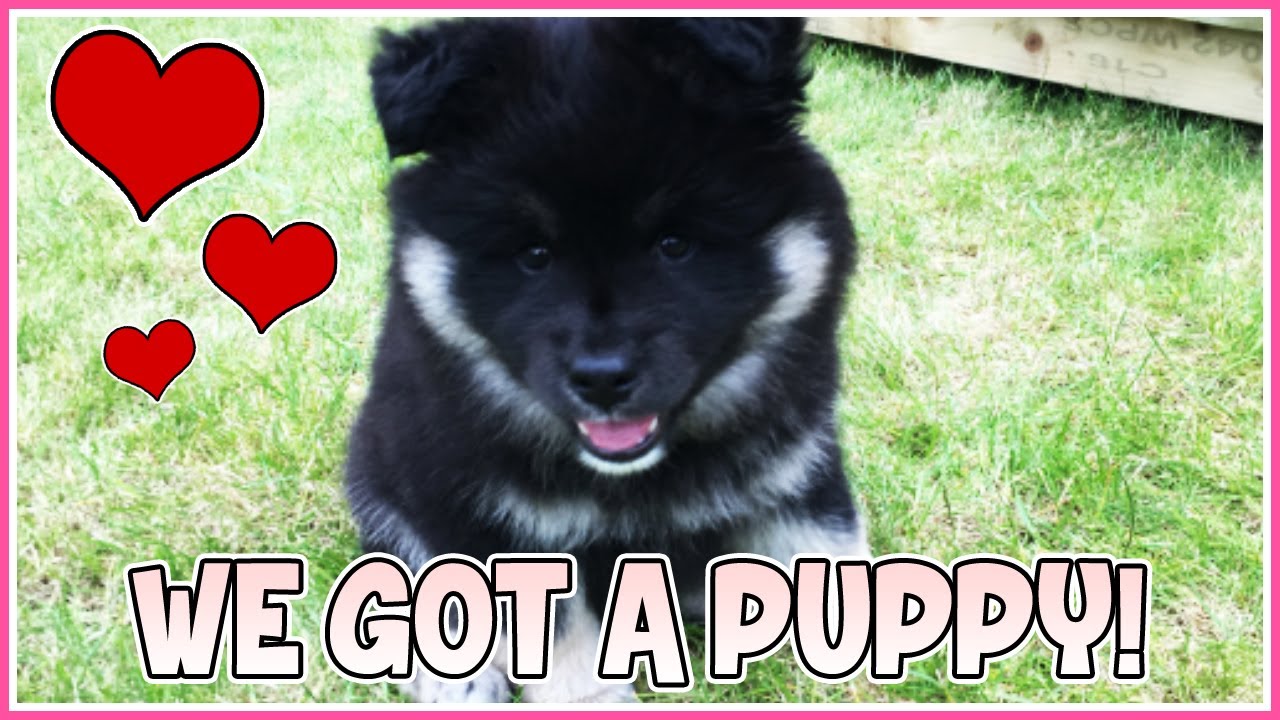 WE GOT A PUPPY!