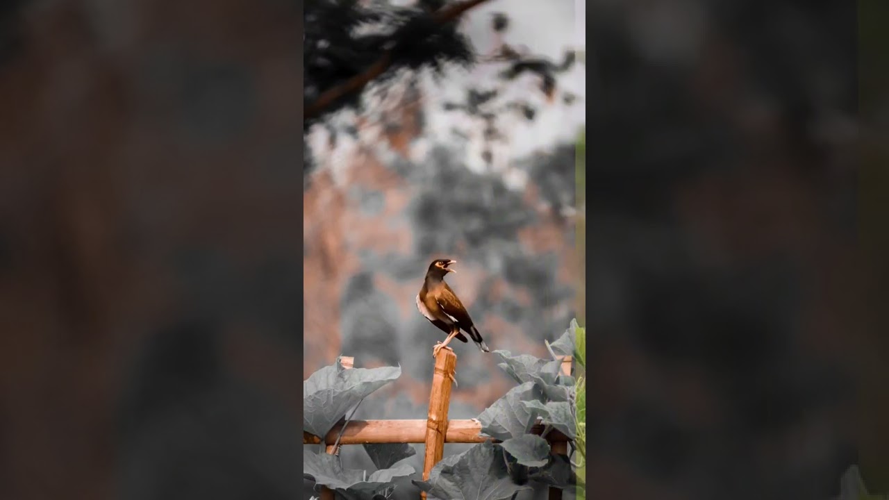#bird #birds #birdslovers #birdphotography #birdsphotography #birdsplanet #birdsliving #animalloves