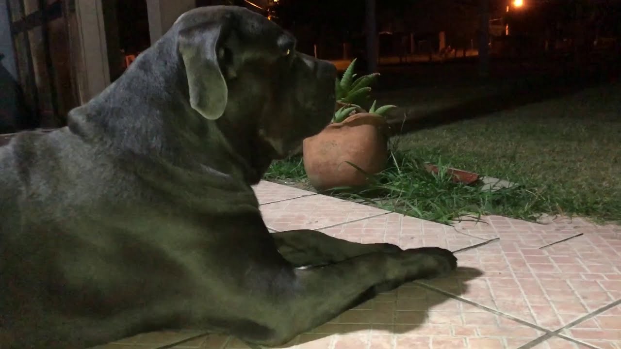 Cane Corso cuidando a casa