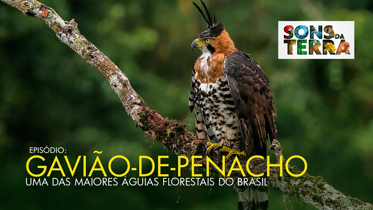 O imponente e raro gavião-de-penacho