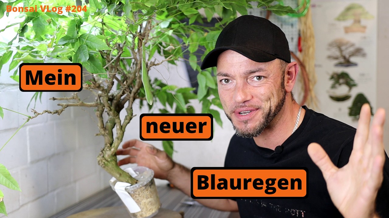 Mein neuer Blauregen Bonsai - Wisteria aka Glyzinie [Abmoosung] | #BonsaiVLog204