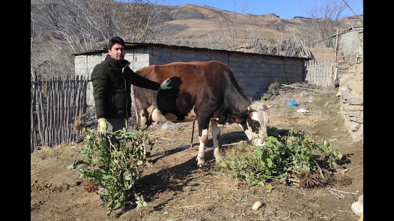 A Simple Village Day: Garden Work & Feeding the cows 🍆🐄