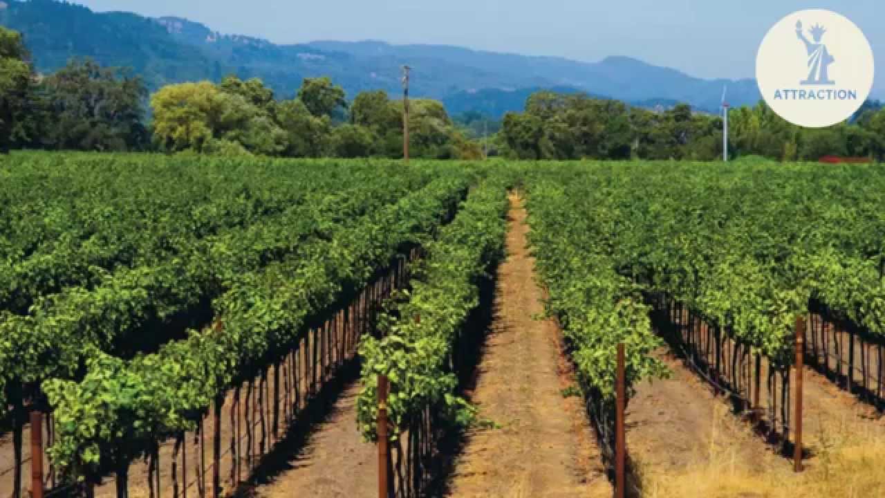 Discover wines from California - VINOA