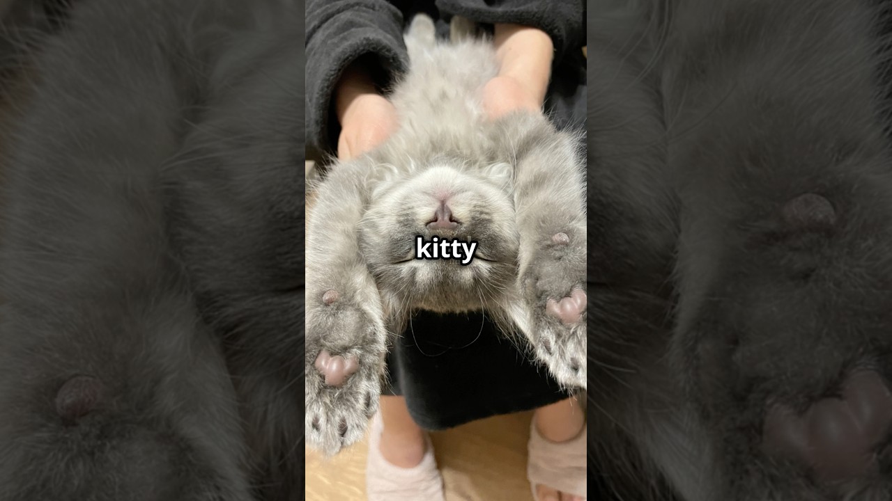 5 Purr-fectly Adorable Kitten Facts! #animals #kitten