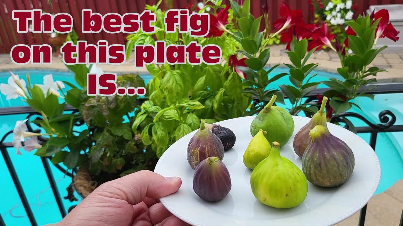 Climbing to my top figs, This fig is super delicious!