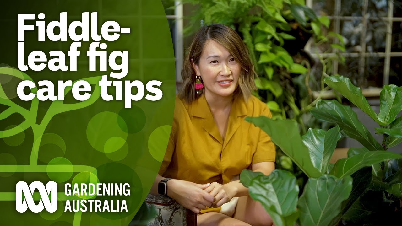How to care for fiddle-leaf figs & easier-to-grow alternatives | Indoor Plants | Gardening Australia