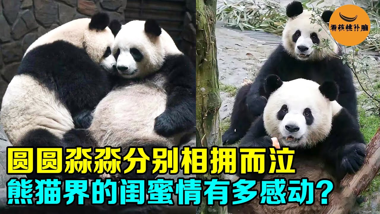 熊猫闺蜜情有多感动？圆润淼淼分别相拥而泣，淼淼是圆润孩子干妈【看核桃补脑】