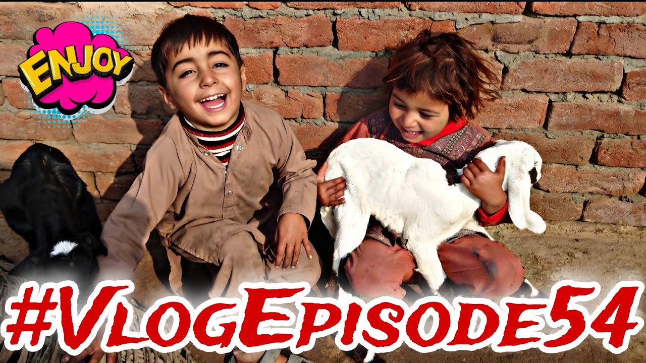 Ali Zainab daily Village life vlog | Episode 54 | Ali Zainab ke chote bakre wow so happy 