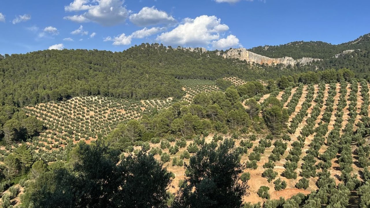Tratamiento Foliar para Combatir la Prays Carpófaga en Olivar