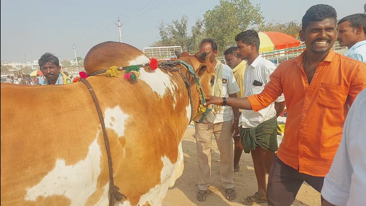 పెబ్బేరు సంతలో మంచి సైజులో ఉన్న ఎర్ర బట్ట కోడె | Errabatta kode in Pebbair market