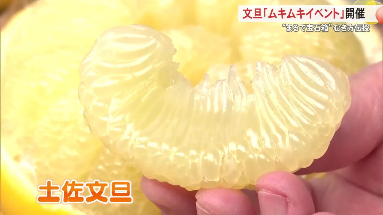 まるで宝石箱！高知の冬の味覚・文旦の“ムキムキイベント”開催 (26/02/01 18:00)