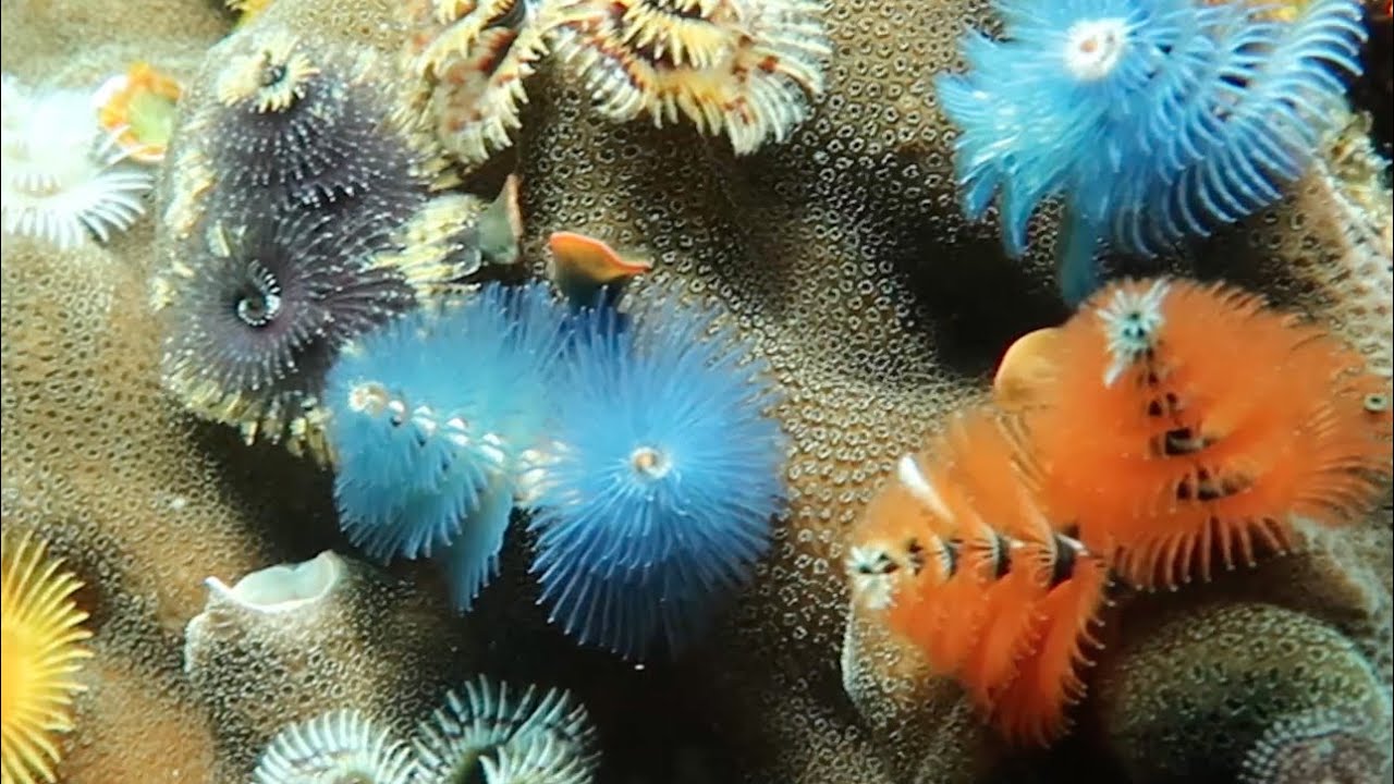 Christmas Tree Worm 2021