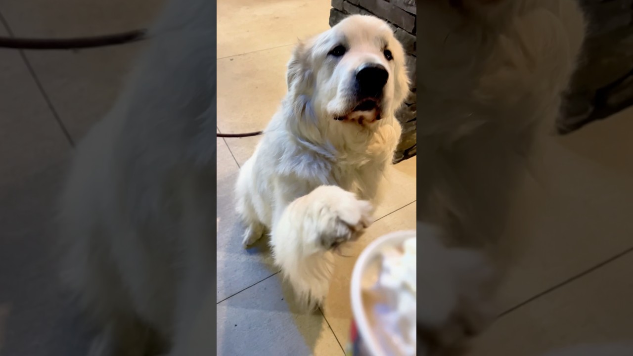 Zeus disagrees. #bigbaby #greatpyrenees #dog #dogsareawesome #pupcup #dutchbros