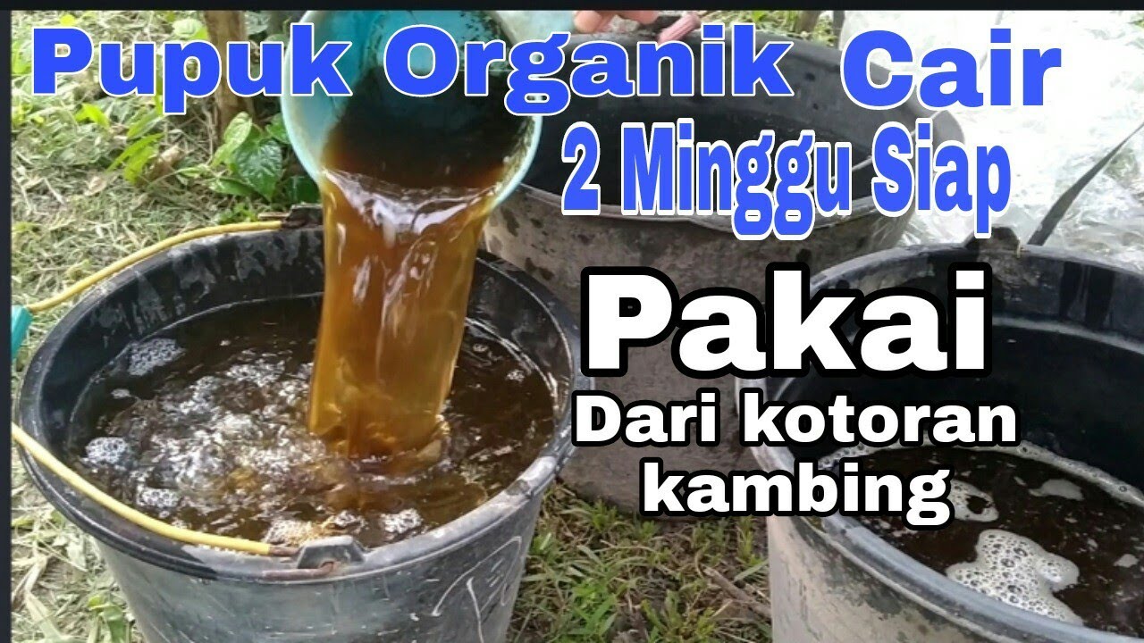 Cara pembuatan pupuk organik cair 2 minggu siap pakai dari kotoran kambing