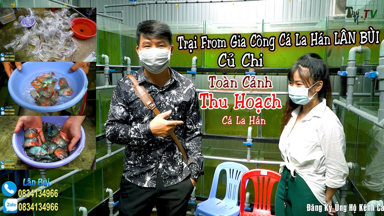 Toàn Cảnh Thu Hoạch Cá La Hán ,Trại From Gia Công Lân Bùi ,Củ Chi.
