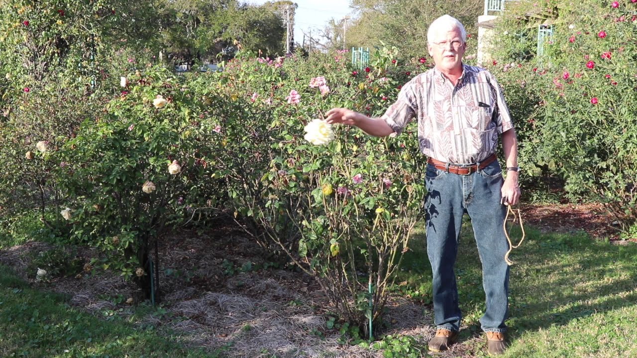 Pruning Florida Roses