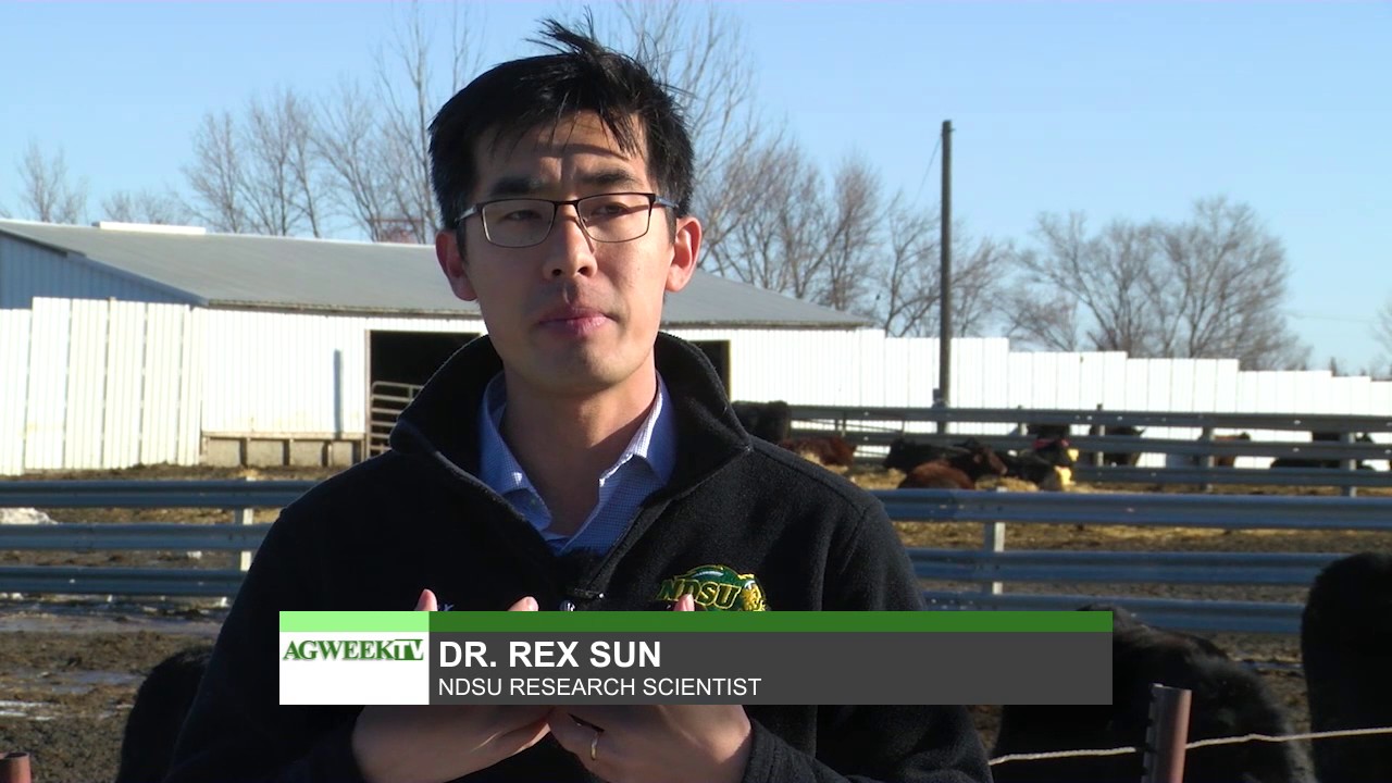 AgweekTV: Cattle stress study at NDSU
