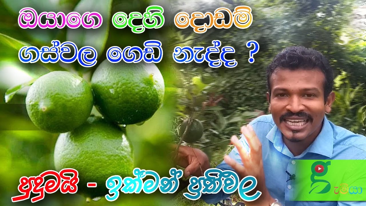 73 අත්දුටුවයි 100% ප්‍රත්‍යක්ෂයි - ගෙඩි හන්ගන දෙහි දොඩම් ගස්වල ගෙඩි ගමු  Tips For Growing Lime Trees