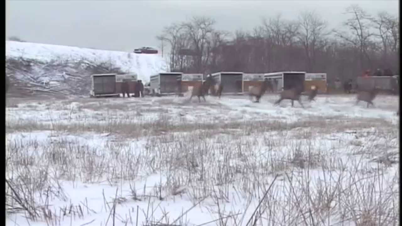 TWRA Flashback - Elk Return to TN
