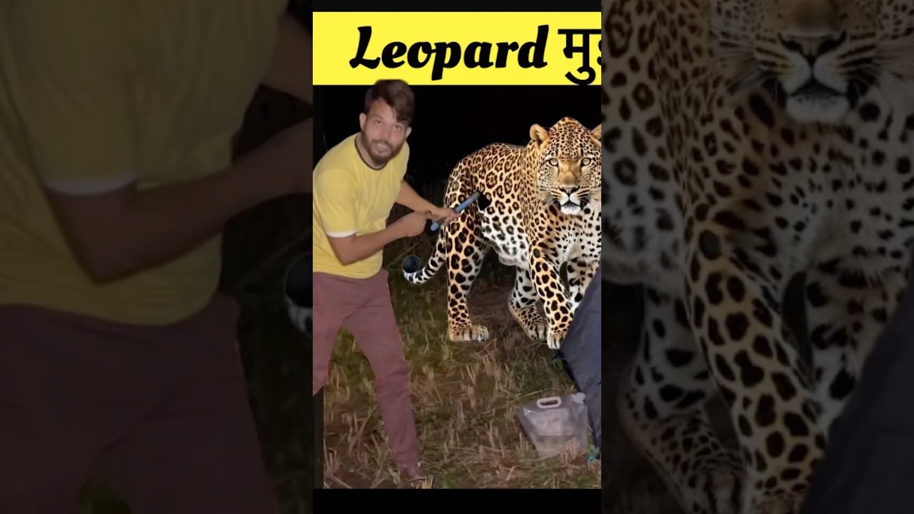 Leopard 🐆 Attack तेंदुए ने अचानक से हमला कर दिया #leopard