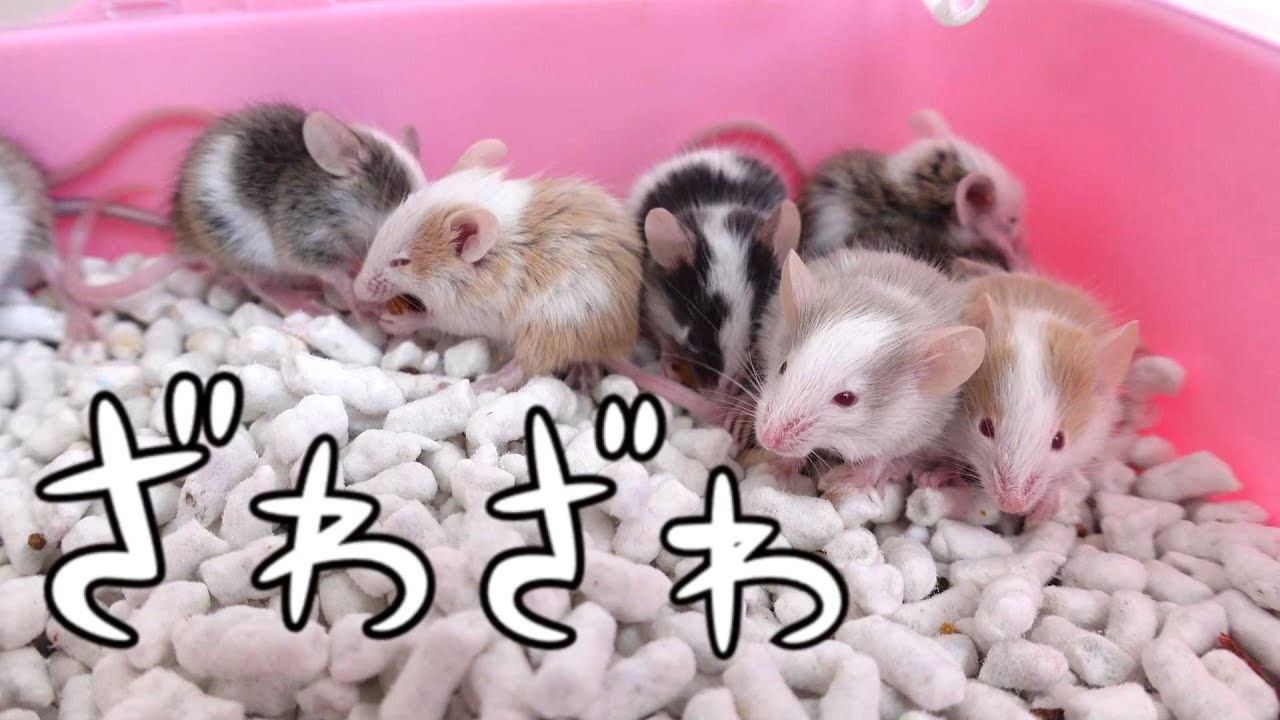 ファンシーマウスさんの赤ちゃん販売開始