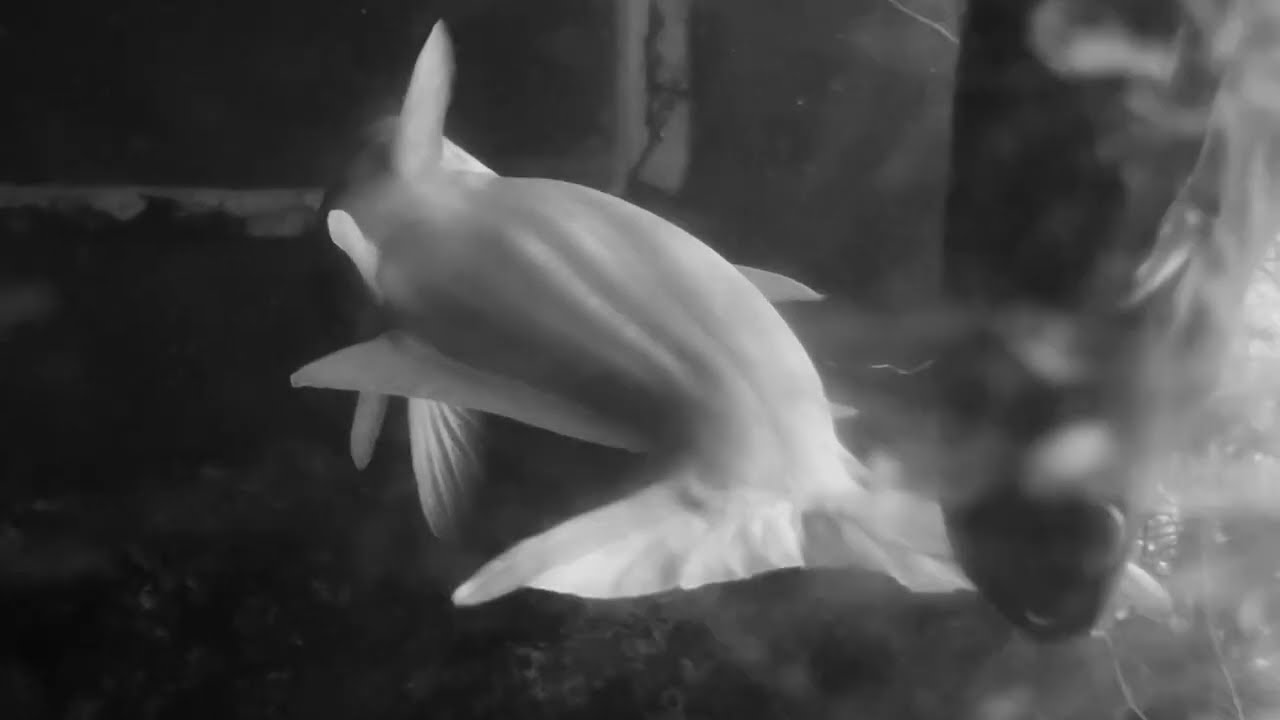 Deep Sleep - Daniela Mars - Abstract video  - for Alto flute, Bass flute and Contrabass flute