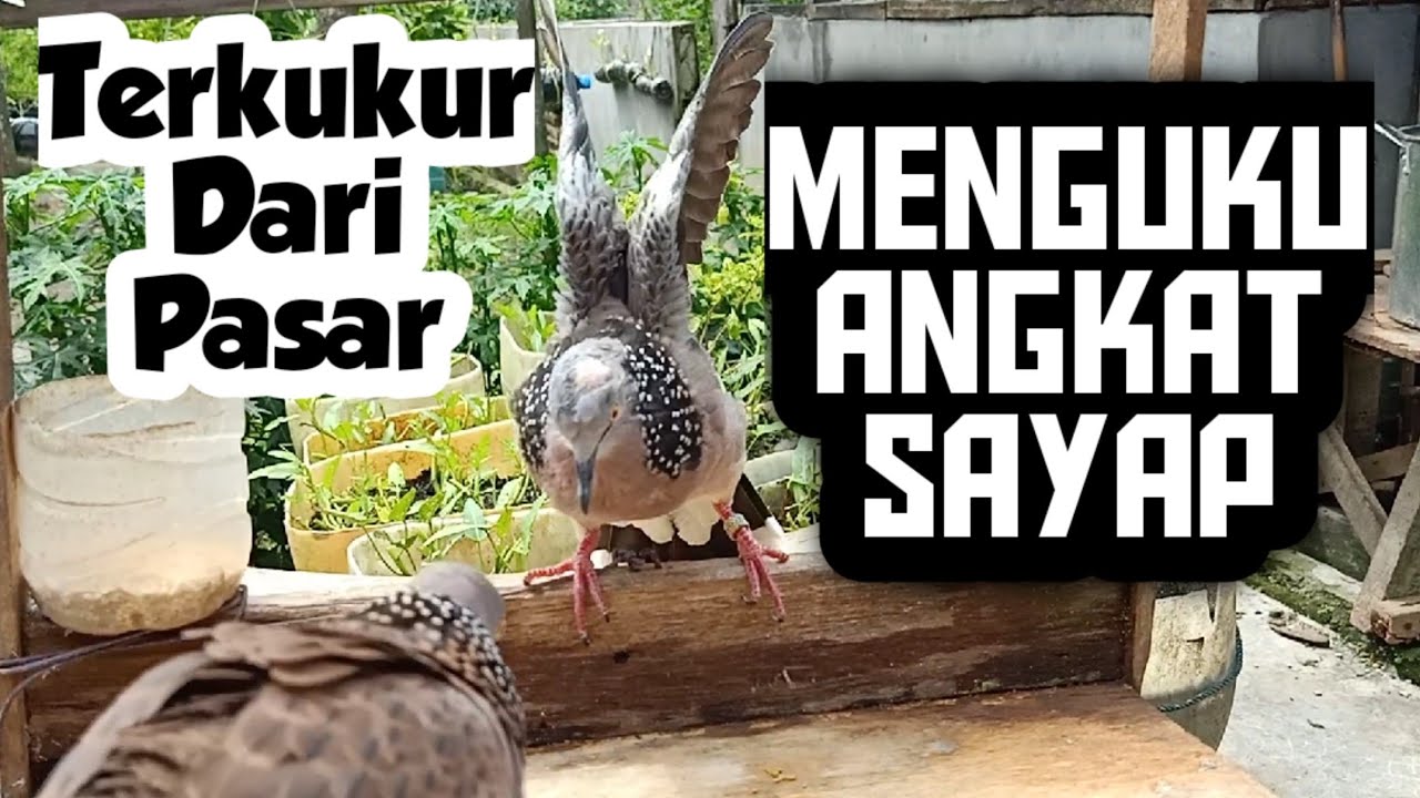 TERKUKUR DARI PASAR BERANI MELAWAN PIKAT SENIOR!!!