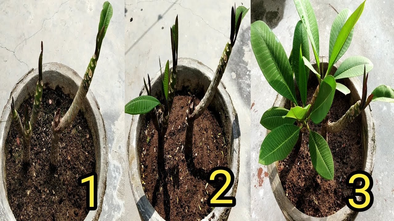 Grow plumeria(champa) plant from cutting  with update / चंपा के पौधे को कटिंग से लगाने का आसान तरीका