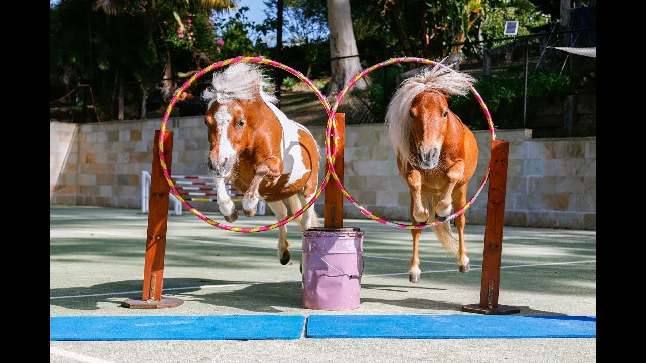 Miniature horse double liberty @1itscrunchtime1