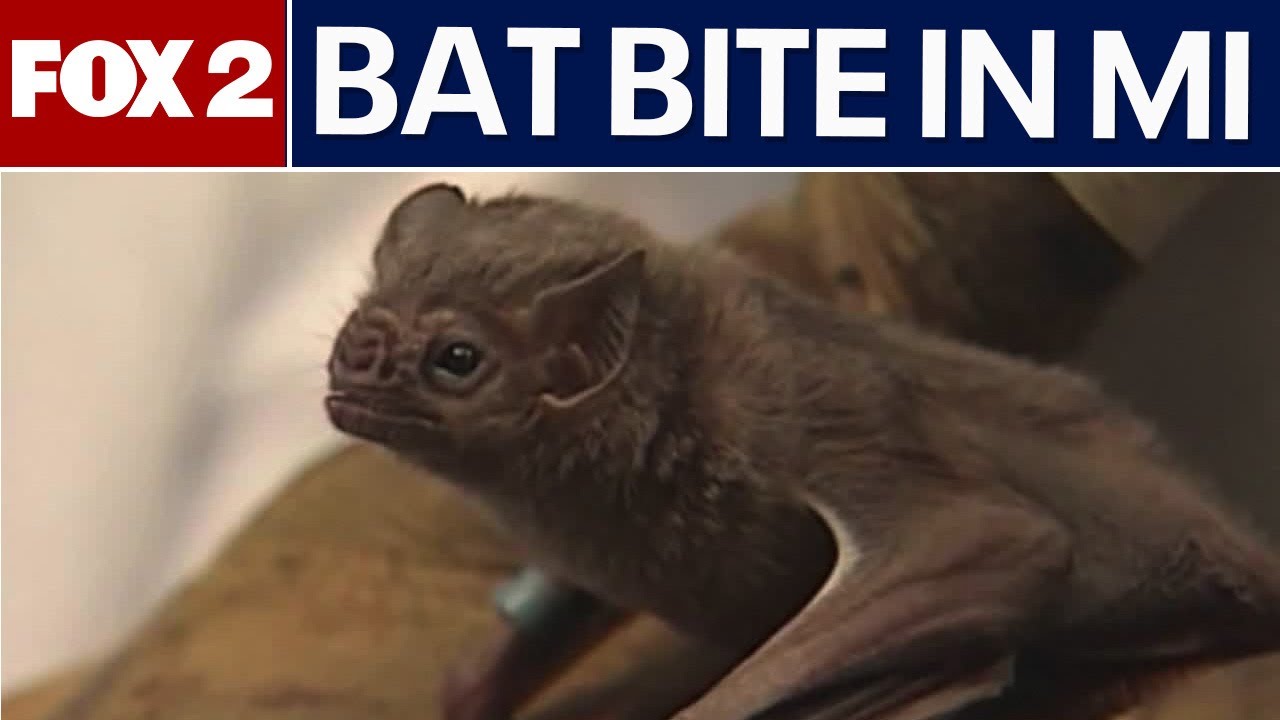 Person bit by rabid bat in St. Clair County