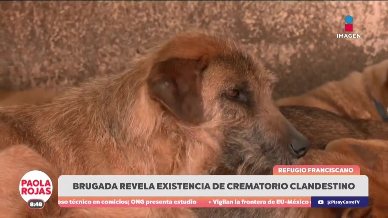 Descubren crematorio ilegal tras desalojo de refugio en Cuajimalpa | DPC con Paola Rojas