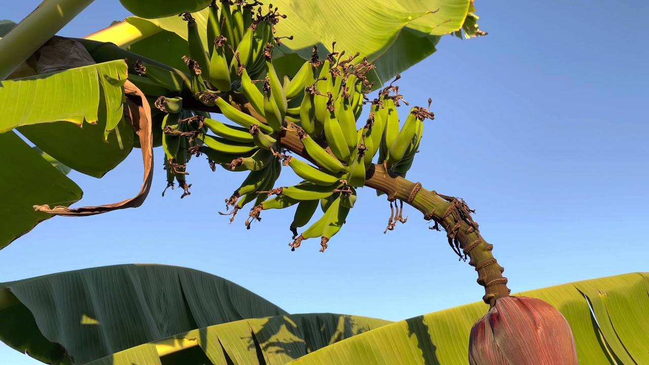 Apple Banana Tree Bloom